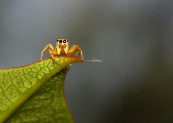 Photograph Danny Lumanto Preparing My Webs on One Eyeland