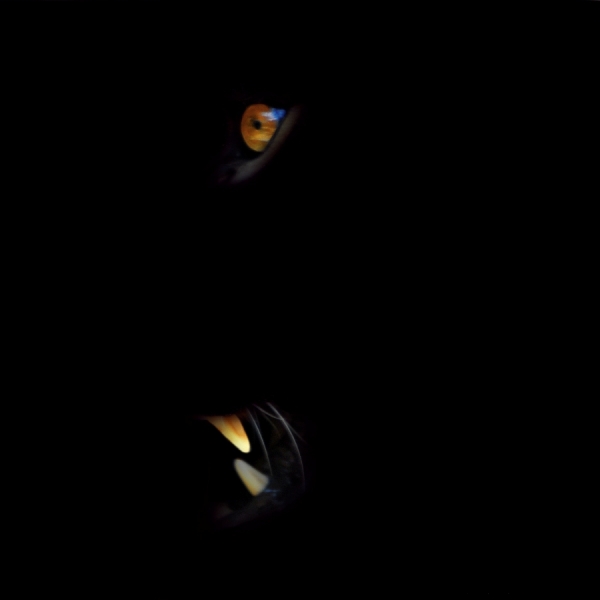 Photograph Aaron Mckenzie Nocturnal on One Eyeland