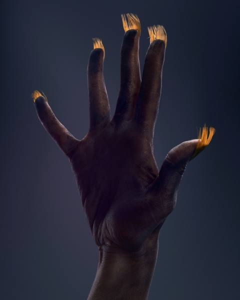 Photograph Maciej Jedrzejewski Hand_2 on One Eyeland