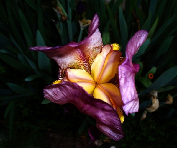 Photograph Kartick Das Purple Orchid on One Eyeland