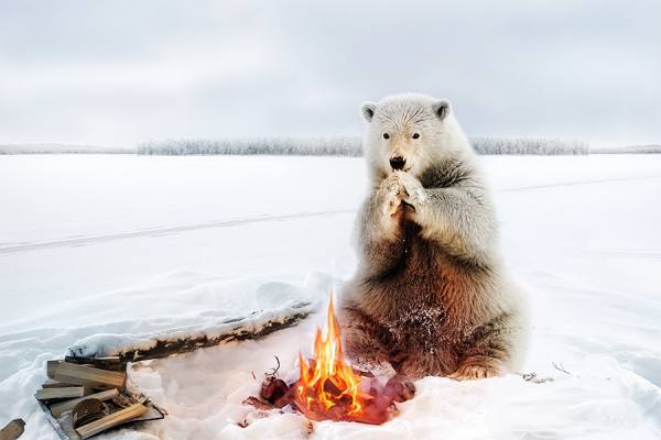 Photograph Georges Serhan Polar Bear on One Eyeland