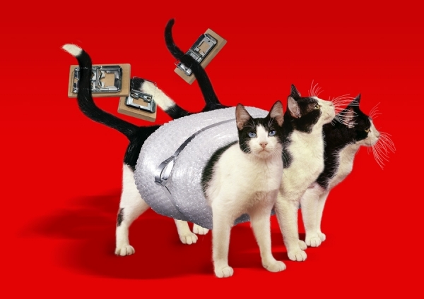 Photograph Mauro Risch Cats Pack on One Eyeland