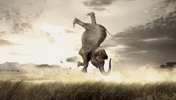 Photograph Chub Nokkaew Elephant on One Eyeland