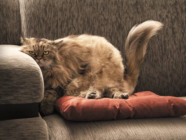 Photograph Diego Freire Fat Cats And Bored on One Eyeland
