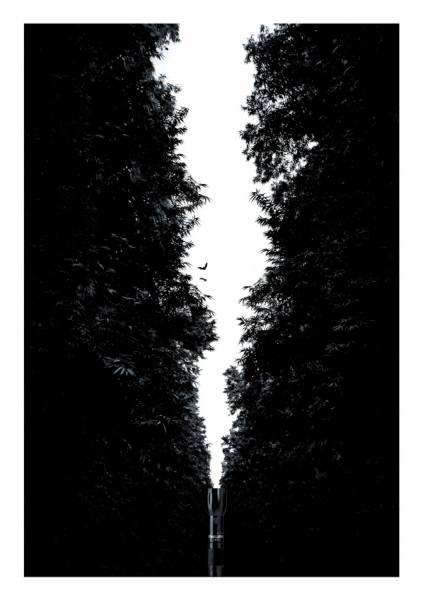 Photograph Pankajj Aroraa Forest on One Eyeland
