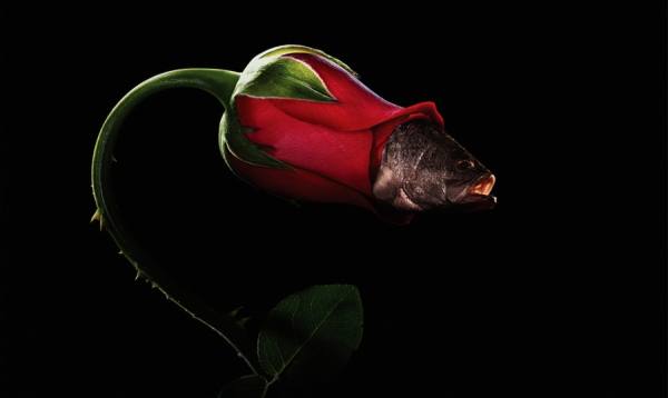 Photograph Chub Nokkaew Rose on One Eyeland