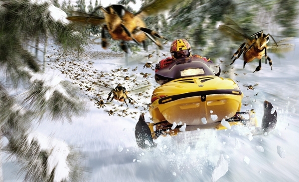 Photograph Glen Wexler Ski Doo Bees on One Eyeland