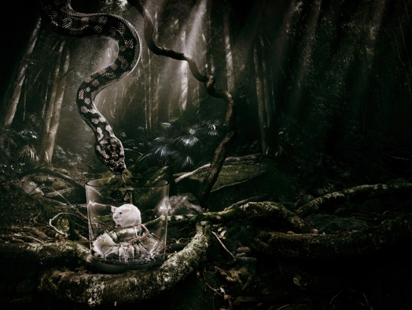 Photograph Adam Taylor Snake on One Eyeland