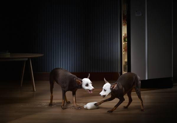 Photograph Chub Nokkaew Sound Proof Dog on One Eyeland