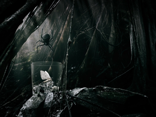 Photograph Adam Taylor Spider on One Eyeland