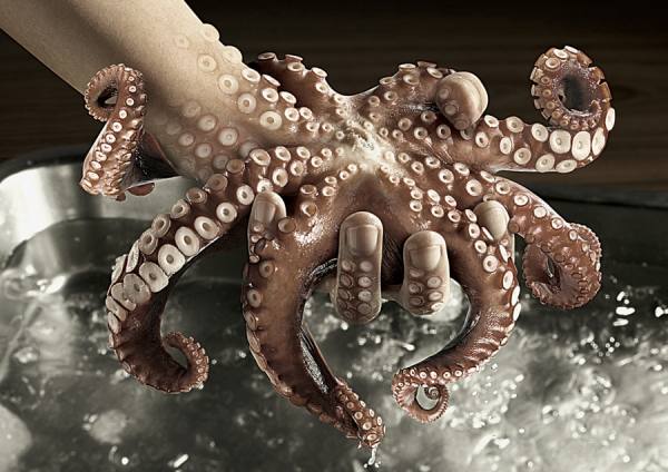 Photograph Chub Nokkaew Squid on One Eyeland