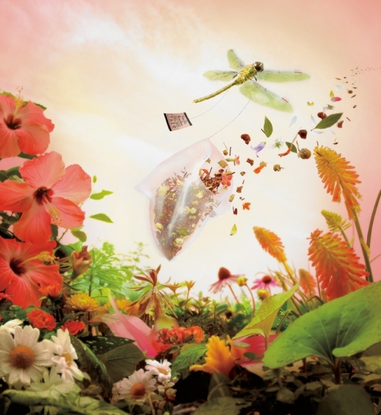 Photograph Philip Rostron Starbucks Dragonfly on One Eyeland