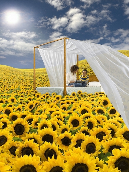 Photograph Glen Wexler Sunflowers on One Eyeland