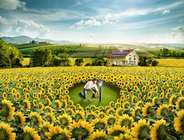Photograph Paolo Cecchin Sunflowers on One Eyeland
