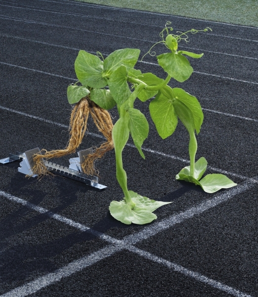 Photograph Philip Rostron Syngenta Pea Plant On Track on One Eyeland
