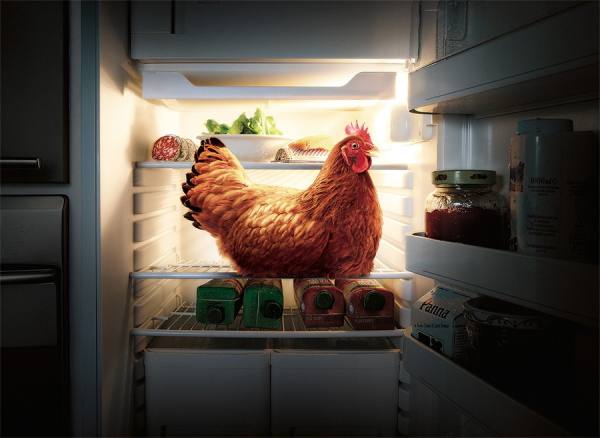 Photograph Paolo Cecchin The Chicken on One Eyeland