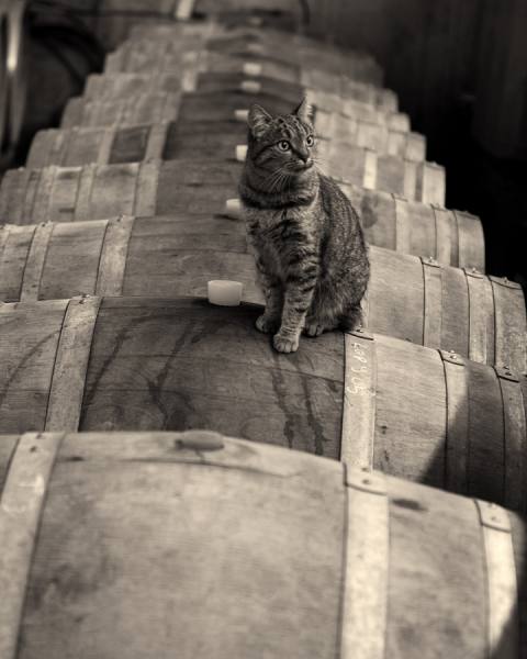 Photograph Craig Easton The Wine Cellar on One Eyeland
