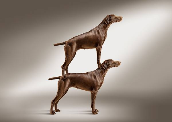 Photograph Paolo Cecchin Two Dogs on One Eyeland