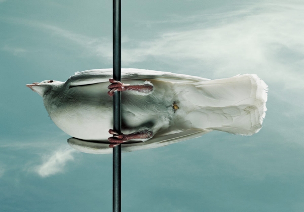 Photograph Gustavo Lacerda Run on One Eyeland