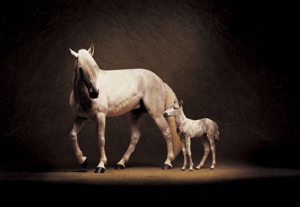 Photograph Marcus Hausser Horses on One Eyeland