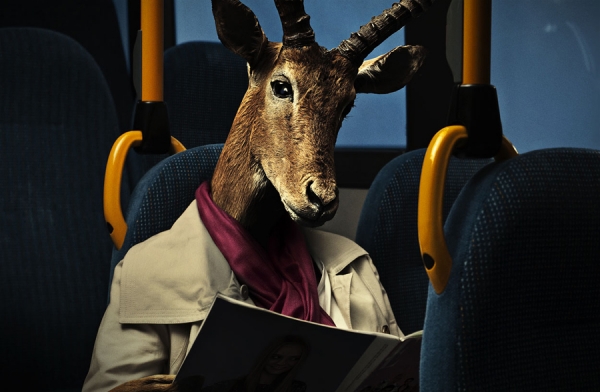 Photograph Mads Lauritzen Oryx on One Eyeland