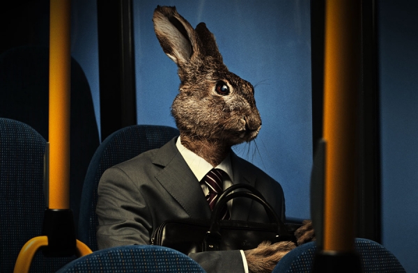 Photograph Mads Lauritzen Hare on One Eyeland