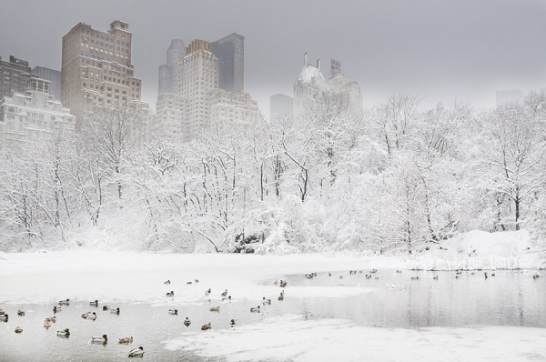 Photograph Mitchell Funk Ducks In Frozen Lake on One Eyeland