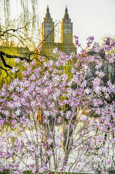 Photograph Mitchell Funk Pink Flowers At Sunset on One Eyeland