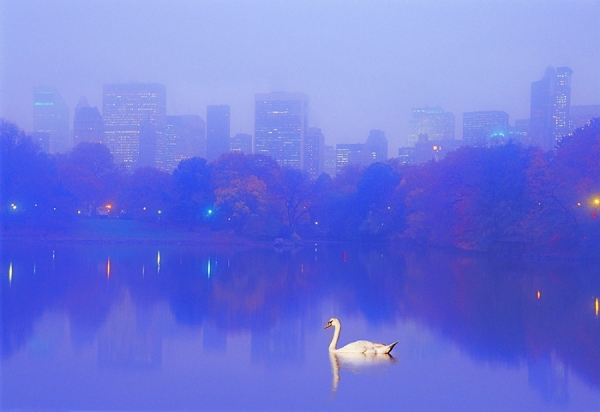 Photograph Mitchell Funk Swan In The Fog on One Eyeland