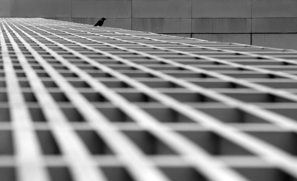 Photograph Alexandre Dubosc Urban Bird on One Eyeland