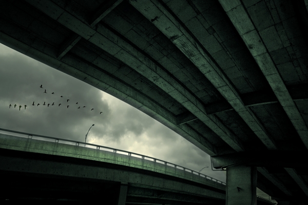 Photograph David Senechal Polydactyle Last Flight on One Eyeland