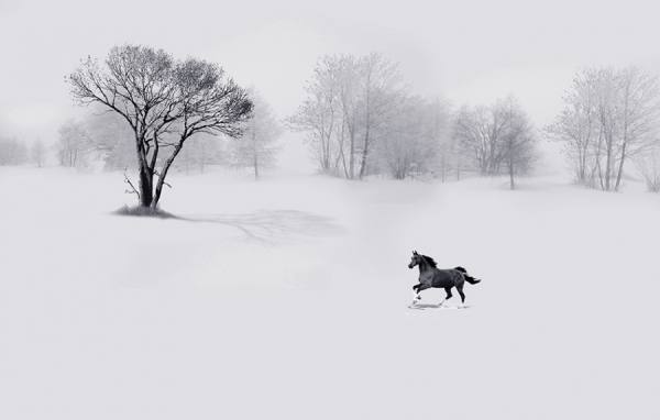 Photograph Shantanu Saha Icelandic Pony on One Eyeland