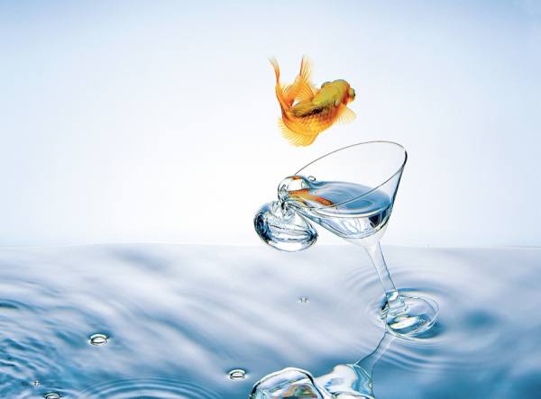 Photograph Pierre Venter Fish on One Eyeland