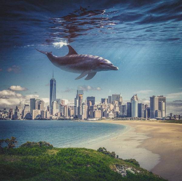 Photograph Antti Karppinen Inception Dolphin on One Eyeland