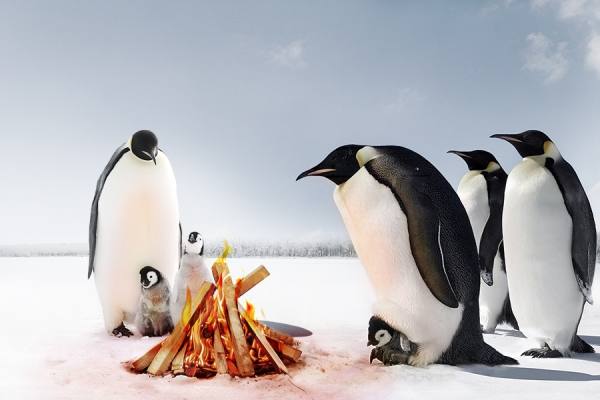 Photograph Georges Serhan Penguins on One Eyeland