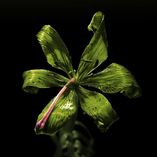 Photograph Paolo Tinari Evolution on One Eyeland