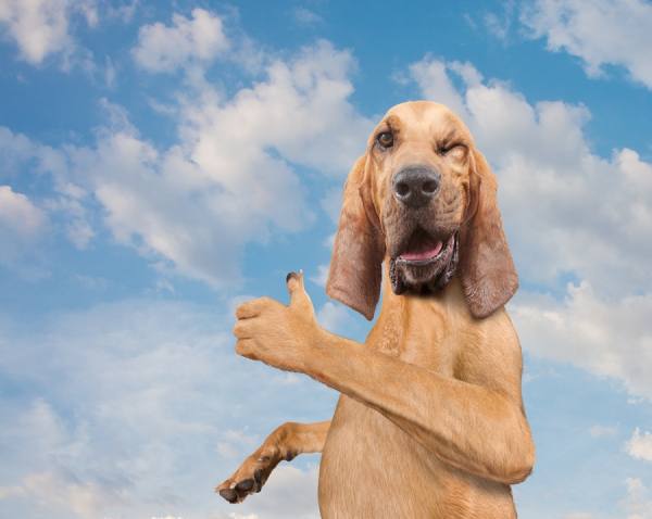 Photograph John Lund Okay Doggy on One Eyeland