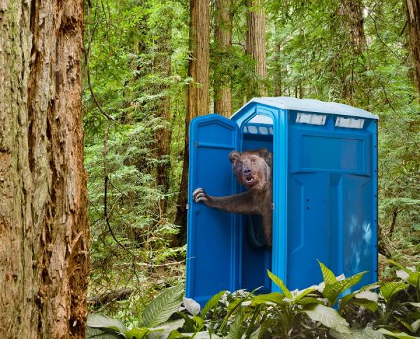 Photograph John Lund Bear In The Woods on One Eyeland