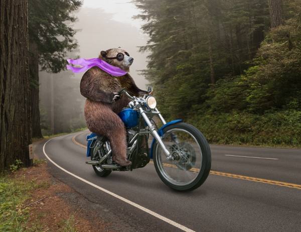 Photograph John Lund Biker Bear on One Eyeland