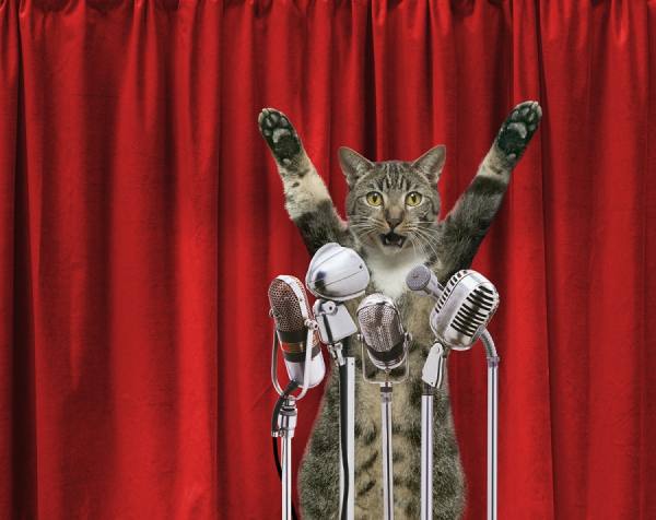 Photograph John Lund Cat Rant on One Eyeland