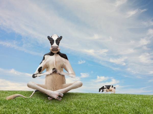 Photograph John Lund Cow Meditation on One Eyeland