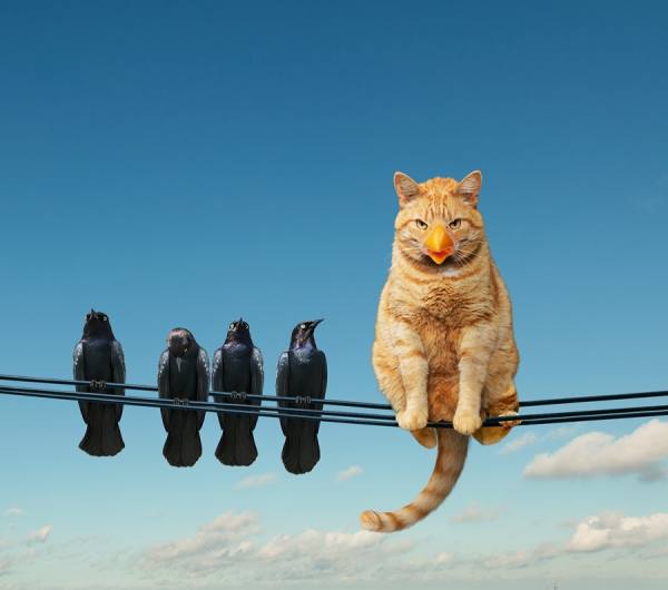 Photograph John Lund Tricky Cat on One Eyeland