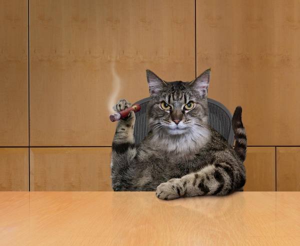 Photograph John Lund Fat Cat on One Eyeland