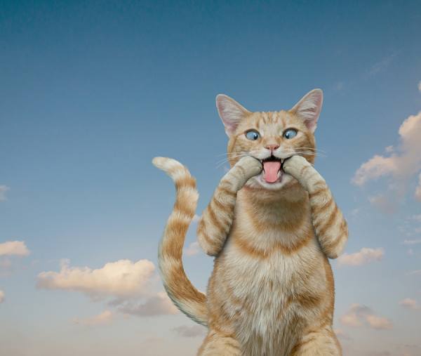 Photograph John Lund Cat Faces on One Eyeland