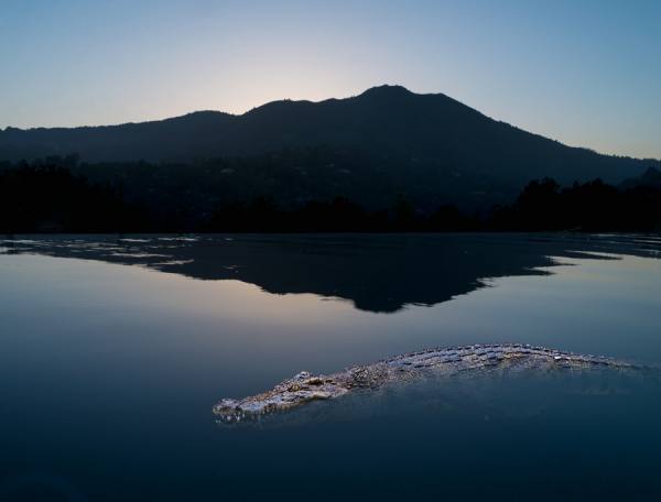 Photograph John Lund Croc on One Eyeland