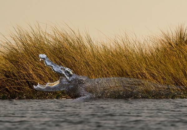 Photograph John Lund Vanishing Crocodile on One Eyeland