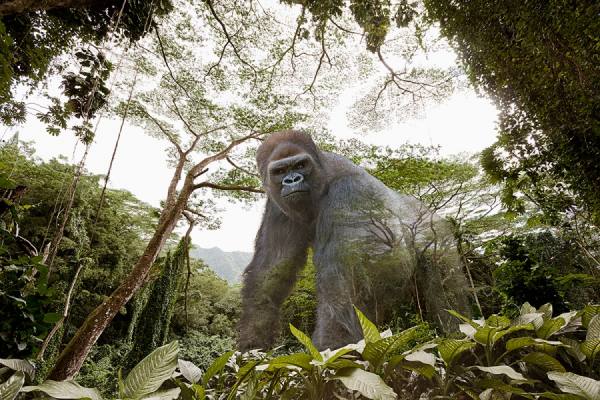 Photograph John Lund Vanishing Gorilla on One Eyeland