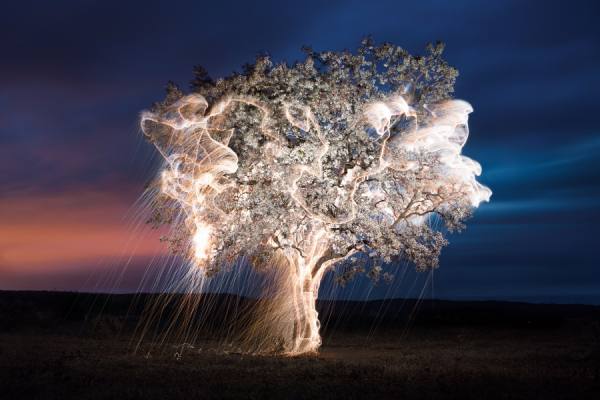Photograph Vitor Schietti Tree Of Life on One Eyeland