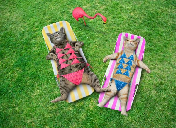 Photograph John Lund Sunbathing Cats on One Eyeland