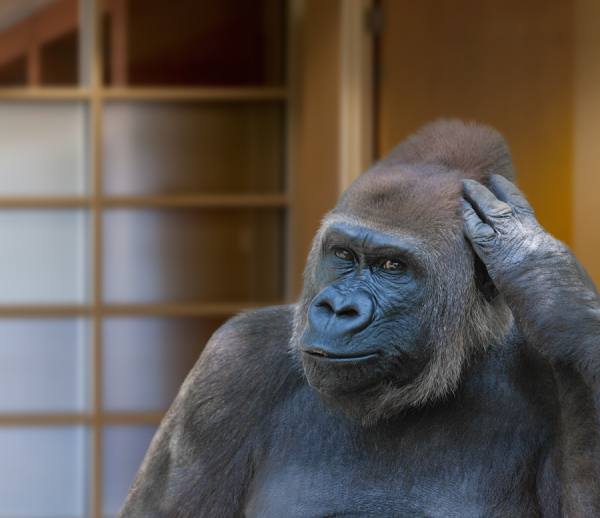 Photograph John Lund Primate Contemplation on One Eyeland